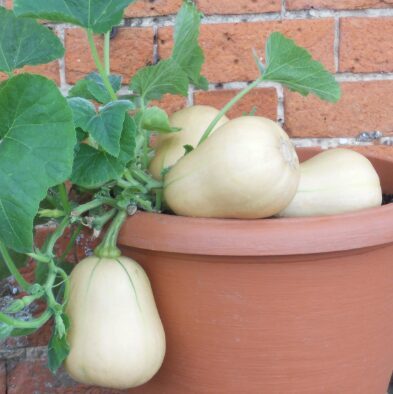 Sviesta ķirbis 'Butterbush F1'